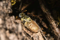 Nomioides minutissimus