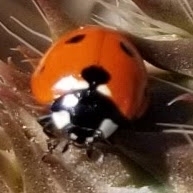 Seven-spotted Lady Beetle photographed in Nevada