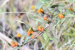 Elleanthus aurantiacus