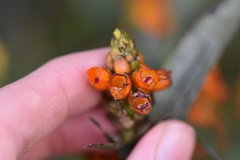 Elleanthus aurantiacus