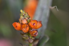 Elleanthus aurantiacus