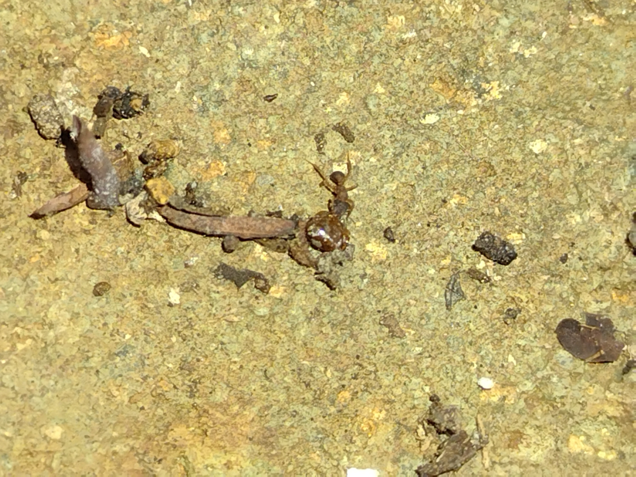 Cyphomyrmex