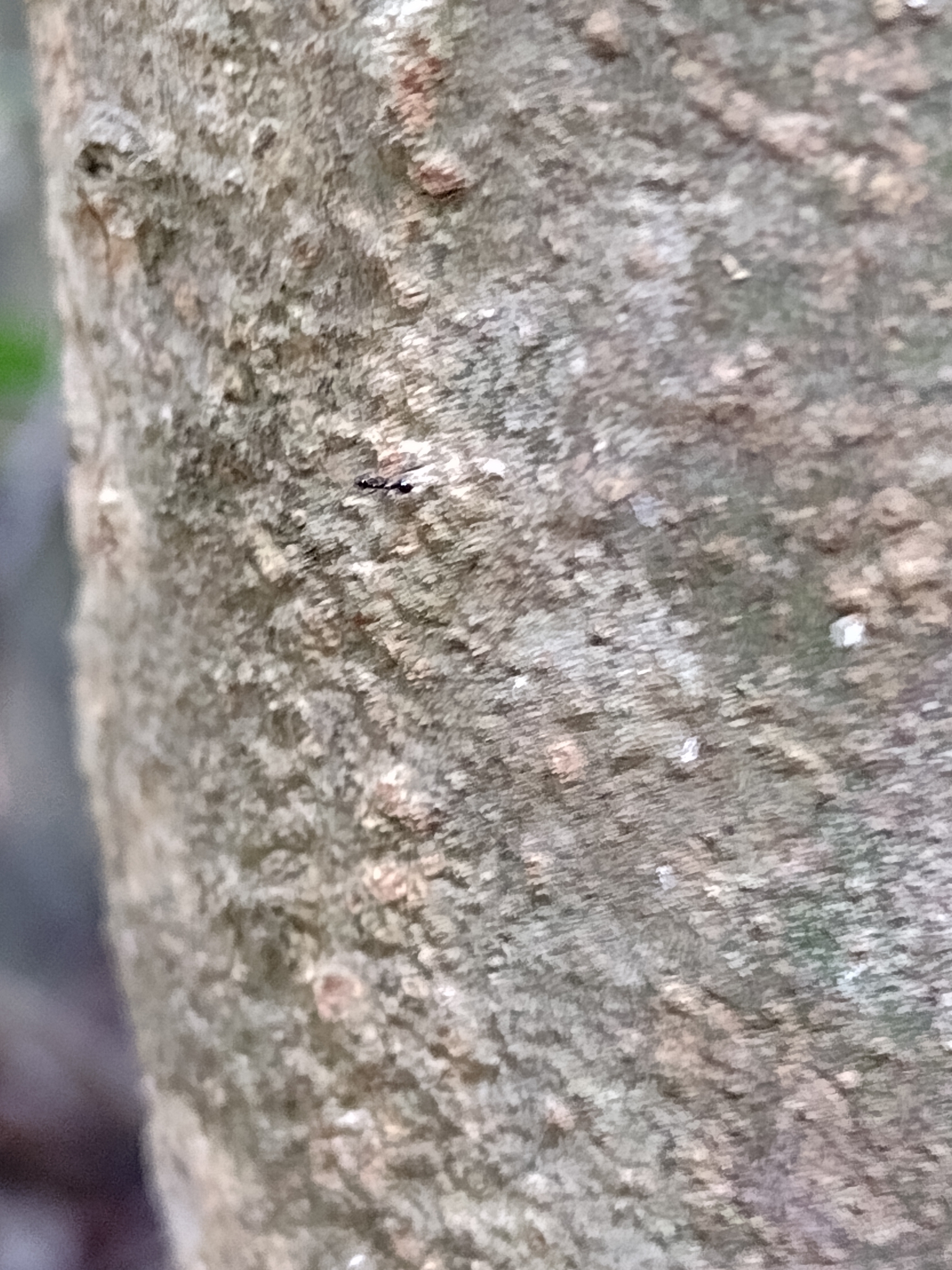 Monomorium ebeninum