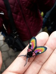 Chrysocale