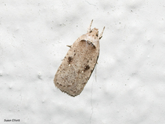 Agonopterix clemensella