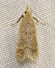 Dichomeris punctidiscellus