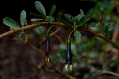 Dunalia brachyacantha