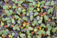 Alchemilla diplophylla