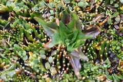 Hypochaeris taraxacoides