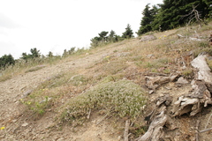 Thymus longicaulis chaubardii