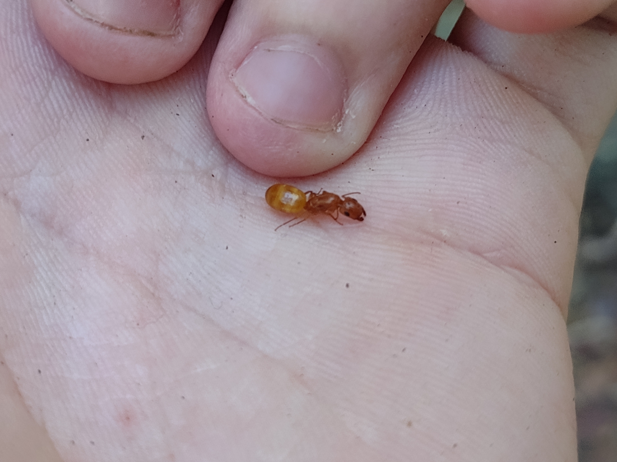 Camponotus ustus