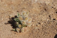 Ammodaucus leucotrichus