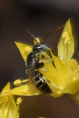 Nomioides minutissimus