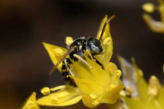 Nomioides minutissimus