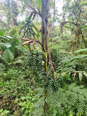 Chamaedorea linearis