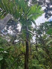 Chamaedorea linearis