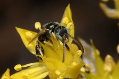 Nomioides minutissimus