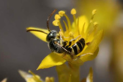 Nomioides minutissimus