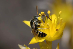 Nomioides minutissimus