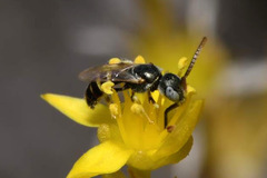 Nomioides minutissimus