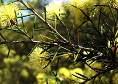 Melaleuca uncinata