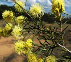 Melaleuca uncinata