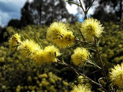 Melaleuca uncinata