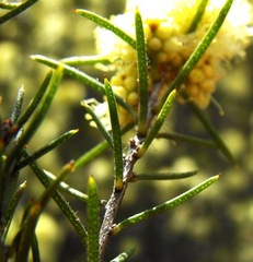 Melaleuca uncinata