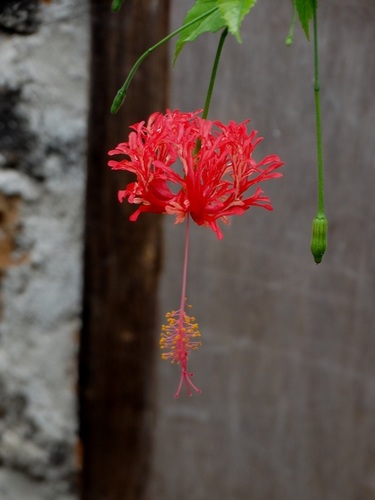 Hibiscus rosa-sinensis iNat (1)