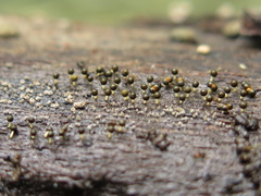 Physarum melleum