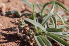 Plantago amplexicaulis