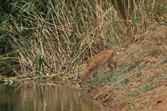 Saiga tatarica