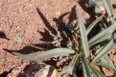 Plantago amplexicaulis