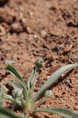 Plantago amplexicaulis