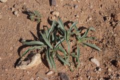 Plantago amplexicaulis