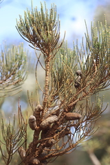 Allocasuarina humilis