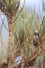 Allocasuarina humilis