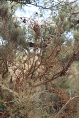 Allocasuarina humilis