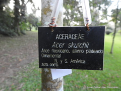 Acer skutchii