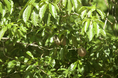 Tabernaemontana donnell-smithii