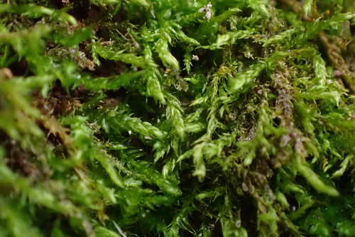 Leskea australis