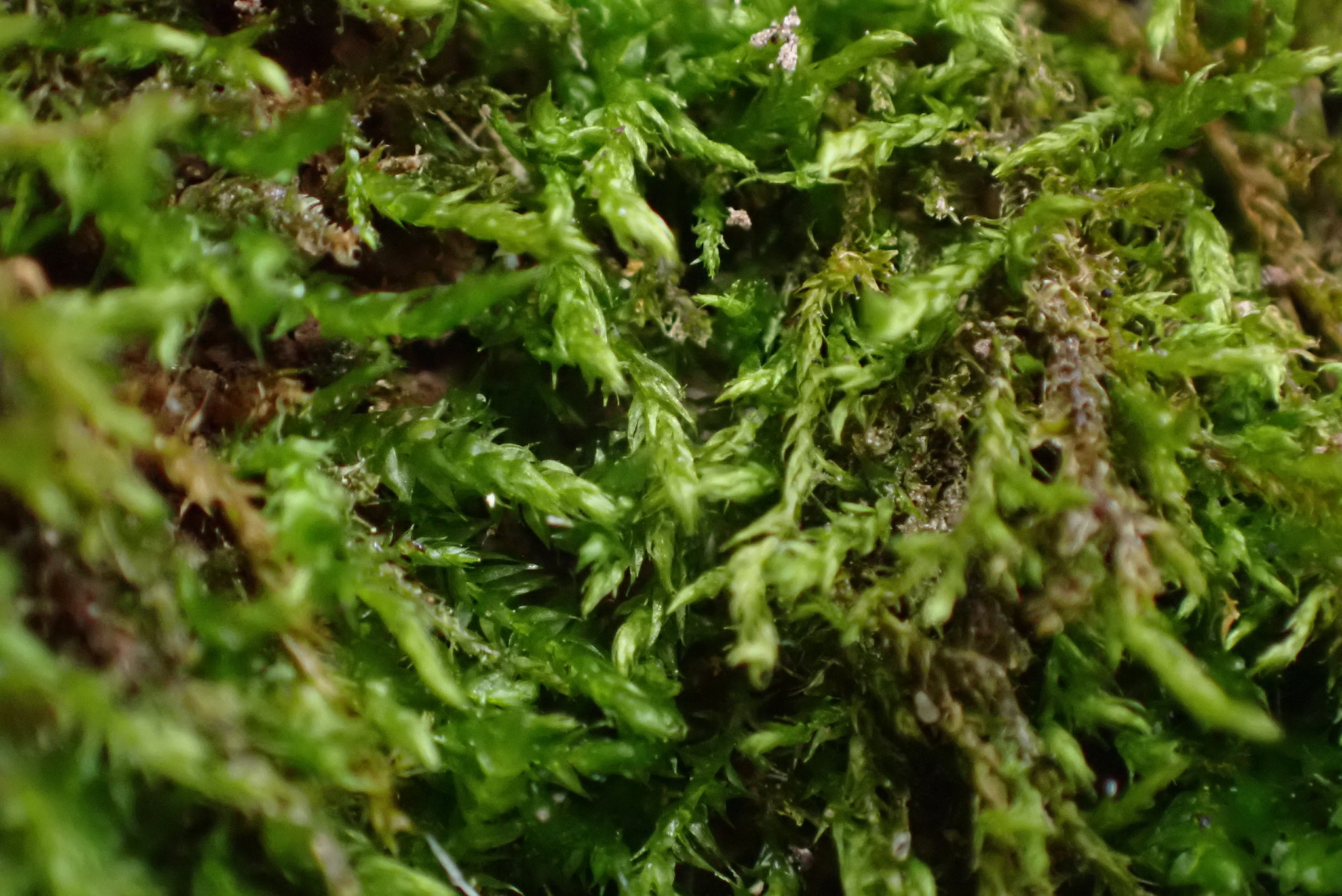 Leskea australis