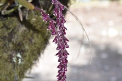 Epidendrum coryophorum
