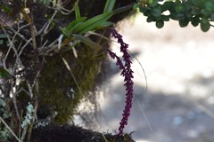 Epidendrum coryophorum