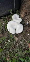 Lentinus scleropus