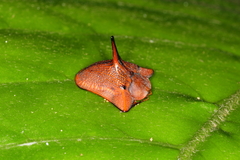 Dorynota monoceros