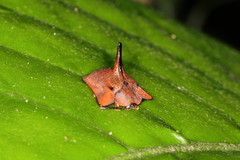 Dorynota monoceros