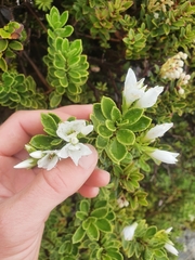 Veronica macrantha macrantha