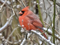 Cardinalis cardinalis