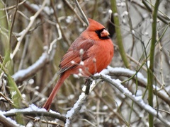 Cardinalis cardinalis